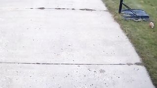Funny Video 293