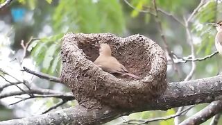 15 Most Amazing Nests In The Animal World! 2