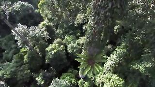 Bird Of Paradise Courtship Spectacle | Planet Earth | BBC Earth