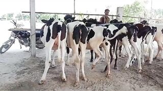 Insaf cattle farm