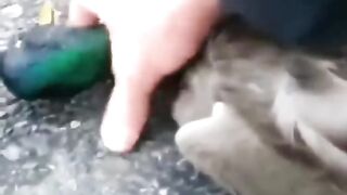 হাঁসের বাচ্চার সাথে এটা কি করলো ????
