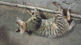Cat butyfull