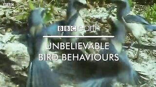 Unbelievable Bird Behaviours  BBC Earth