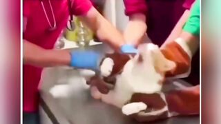 Funny cat vidio #funny #comedy #animalfunny #funnycat #funnyanimal #kitten #kitty #funnykitten #funnykitty #funvidio #funnyvideo