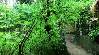 Beautiful nature | Rain sounds