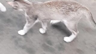 Cat's Friend