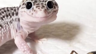 gecko's cute expression ????