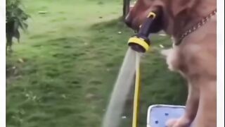 Dog Funny Video ? Wait For End