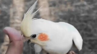 Cute Birds????❤️‍????