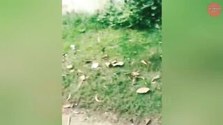 viral video