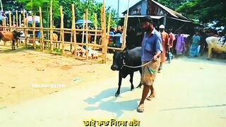 দাদা যখন গরু কিনে।????