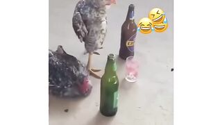 Funny video