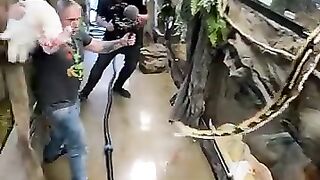 Snake Catches Food in Mir Air