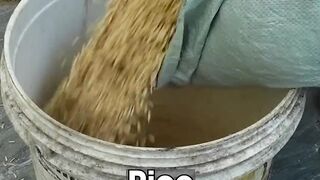 Growing Sprouted Rice As Feed For Egg Laying Chickens