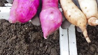 Tips for growing sweet potatoes from tubers