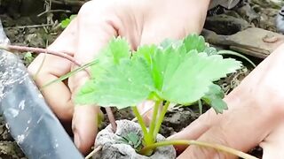 Tips for growing strawberries at home