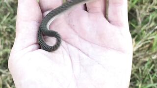 What a terrible kind of snake