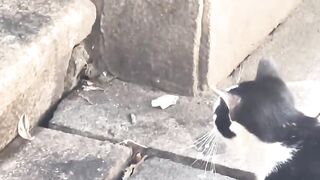 Cat Vs Rat ????????
