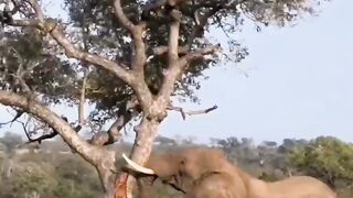 Monster Elephant Root Out Big Tree