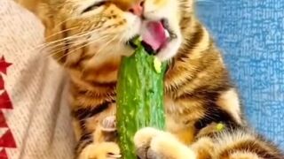 Funny Cat Video