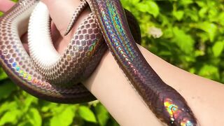 Can anyone tell me the name of this snake?