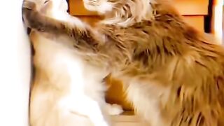 Funny Video Clip - New Funny video