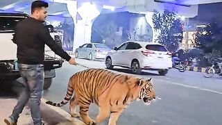 Tiger street????????????????????????
