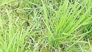 Weed infestation in paddy fields. Because there is no water