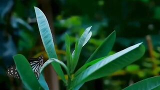 Nature status || whatsapp status morning #short