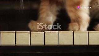 "Jazz Paws: The Coolest Cat on the Keys!"