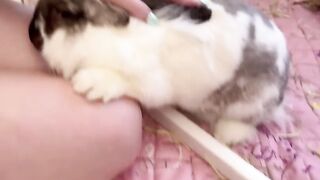 She’ll sit just like this and mlem my leg while I clean her cage.
