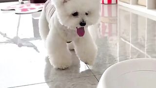 Dog funny video 18