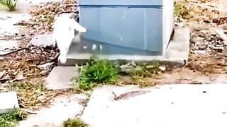 Funny cat viral video 2024