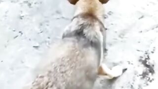 Funny Dog Videos 2