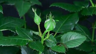 Flower 38