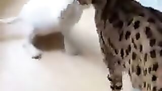 Cute Animals - part 2
