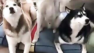 Cute Animals - part 03