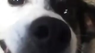 Cute Animals part-04