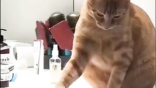 Cat's funny videos ????
