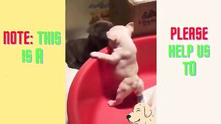 Cute Animals part 05