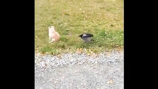 Funny Animals- Cute Animals-part 06