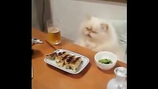 Funny Animals- Cute Animals-part 07