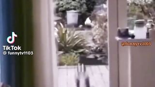 Funny videos of animals