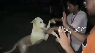 Funny funny moment with dog