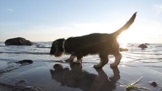 The dog life style.