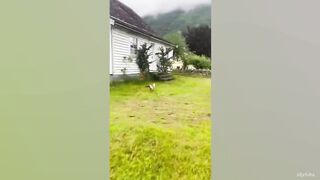 CATS NEVER FAIL to MAKE US LAUGH Ultra FUNNY CAT videos of 2024