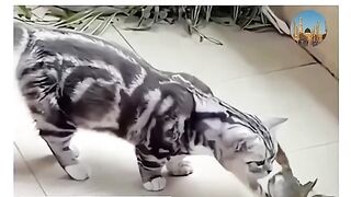 Cat the smartest creature of allah????