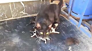 Angry funny cat 2