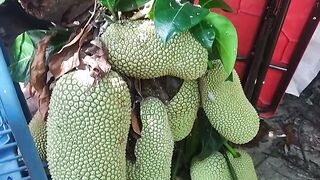 Jackfruit 7