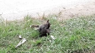 Cat Butt fool